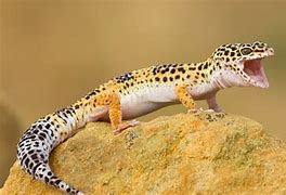 Image result for Leopard Gecko Habitat
