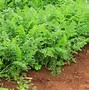 Image result for Carrot Plant Leaves