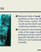 Image result for Difference Between Xylem and Phloem