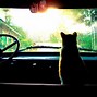 Image result for Hipster Galaxy Cat Wallpaper