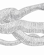 Image result for Anaconda Snake Coloring Pages
