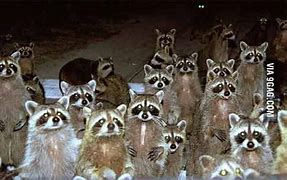 Image result for Raccoon Army Meme