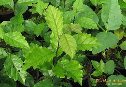 Image result for Anacua Tree
