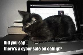 Image result for Cyber Monday Cat Meme