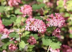 Image result for Ribes sanguineum Amore