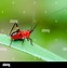 Image result for Cute Baby Cricket Clip Art