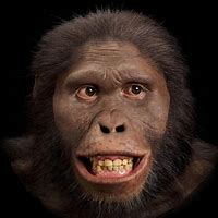 Image result for Australopithecus