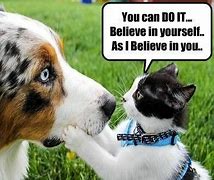 Image result for Cat Encouragement Meme