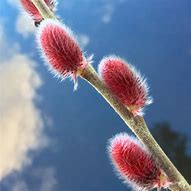 Image result for Salix gracilistyla Mount Aso
