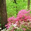 Image result for Plants That Grow in Trees