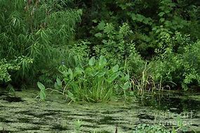 Image result for Swamp Plants Pictures