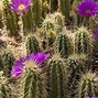 Image result for Arizona Cacti with White Blossoms
