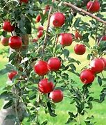 Image result for Strawberry Apple Tree