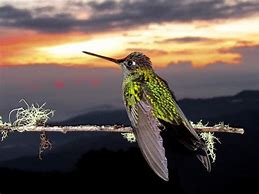 Image result for Eugenes Trochilidae