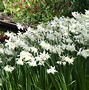 Image result for Narcissus Thalia