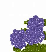 Image result for Hydrangea