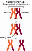 Image result for Synapsis Crossing Over
