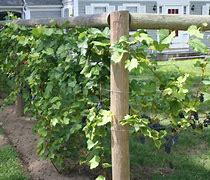 Image result for Grape Vine Ppost