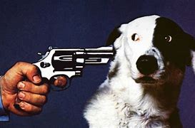 Image result for Shoot This Dog Meme