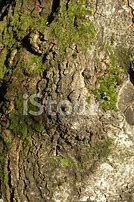Image result for Moss On Tree Bark