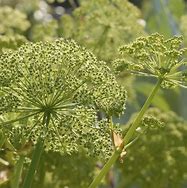 Angelica archangelica (ENGELWORTEL) 的图像结果