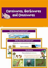 Image result for Herbivore vs Carnivore