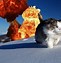 Image result for Cat Meme Walking Away Like a Boss