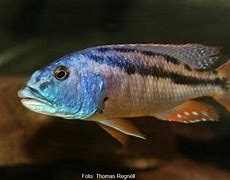 Image result for aristochromis_christyi