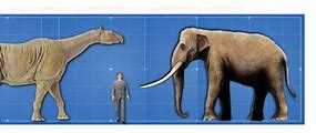 Image result for World's Biggest Mammal