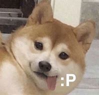 Image result for Dog Meme Stickers