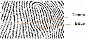 Image result for Bifurcation Fingerprint Diagram