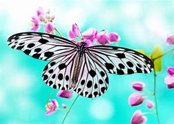 Image result for Wallpapers for Desktop Butterflies