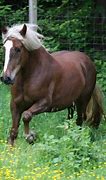 Image result for Black Forest Draft Horse