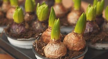 Image result for Top of Flower Bulbs