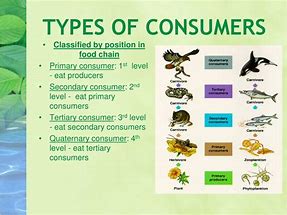 Image result for Consumer Ecology