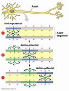Image result for Action Potential Neuron