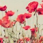 Image result for Poppy Fields Remembrance