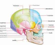 Image result for lacrimal