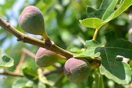 Image result for Ficus carica Osborns Prolific