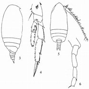 Image result for "acrocalanus Monachus". Size: 185 x 185. Source: www.odb.ntu.edu.tw