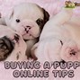 Image result for Put Puppy Pictures
