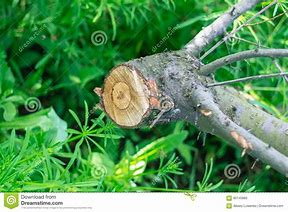 Image result for Tree Cutted Branch