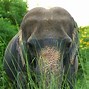 Image result for Future Elephants