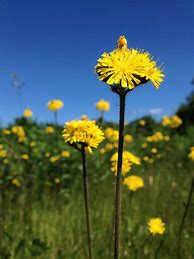 Image result for Snowdonia Hawkweed