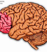 Image result for Prefrontal Cortex Memory