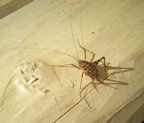 Image result for Glowing Moon Crickets