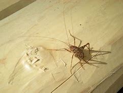 Image result for Moon Cricket Bug