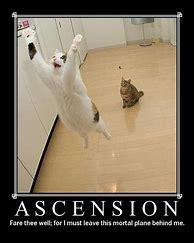 Image result for Ascended Cat Meme