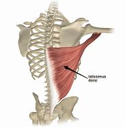 Image result for Right Latissimus Dorsi Muscle