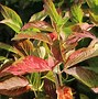 Hydrangea macrophylla Mme E. Mouillère に対する画像結果
